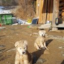 강생이네 이미지