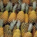 파인애플 이미지