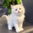 ㈜영양동행버스 | 렉돌고양이분양 에메랄드빛눈동자를 가진 미묘 고양이 만나보세요!