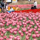 운해초밥 화명점 | [부산/봄꽃]2026년 4월 부산 봄꽃 명소 추천, 화명생태공원 튤립 주차·가는법·옷차림 총정리