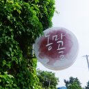 동막골게스트하우스 네이버블로그