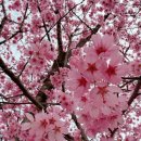 남면-4 | 전남 봄꽃 여행 필수 코스! 장성 남면 산정제 홍벚꽃 명소 총정리 (2026 방문 후기)