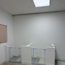 댕그루루 이미지