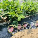 별하농장 이미지