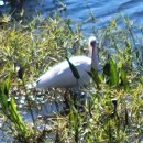 미국 흰두루미(Whooping crane) 이미지