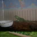 이구아나 이미지