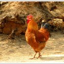 봉황농장 이미지