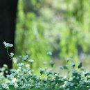 꽃이필무렵 이미지