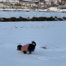 데굴데굴