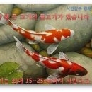 코이 이미지