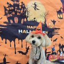 밀리아 펫살롱 이미지