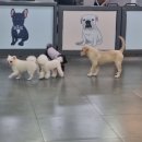 혼자두면 장판뜯어서 차린 개카페 이미지