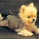 ACE동물병원 이미지