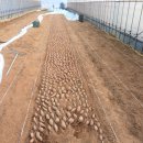 주빈농장 이미지