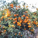 하율농장 이미지