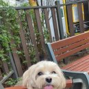 할로훈트 이미지