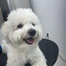 멍그라미 이발소 이미지