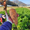 이창우농장 | 쓱쑥튼튼(복합미생물비료) 친환경 식물영양제-당근농장 이창우님 사진 후기