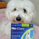 백화점약국 | 수원 인계동 인계 백화점 약국 넥스 가드 스펙트라 M 후기