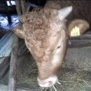 예가축산 이미지