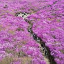 조가네오리 | 분홍빛 물결 비슬산 참꽃 방문 후기 모음, 30만 평 꽃밭의 감동