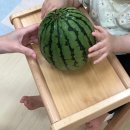 수박 고를 때 3가지만 알고 있으세요, 농협 직원이 알려준 수박 고르는 방법입니다. 이미지