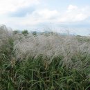 삼락강변공원 이미지