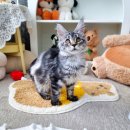 러블리메인쿤 이미지