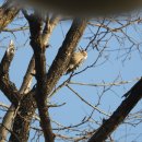 안산자락길 | 안산 자락길 탐조 후기 (흔새 주의)