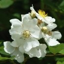 명천농장 이미지