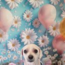 꽃보다 Dog 이미지