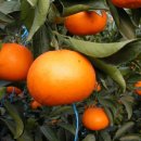 학장과일 이미지