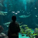 카페마린 뒤 제방 | 우미노나카미치 해변공원 마린월드! 아이, 어른 관계없이 돌고래쇼 강추👍 (feat. 자전거 대여)