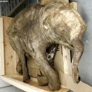 맘모스 이미지