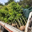 단풍나무 저렴하게 판매합니다. 이미지