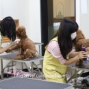 바닐라 애견샵 이미지