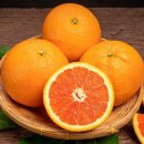 오렌지 이미지