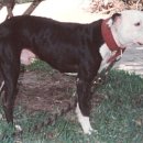 D&D Kennel 이미지