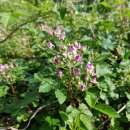 들꽃정원민박 이미지