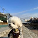 몽실몽실펫살롱 네이버블로그