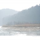 고니 (천연기념물 제201-1호, Tundra swan) 이미지