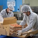 당진계란
