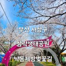 낙동제방 데크 전망대 입구 | (2025년 4월 1일)부산 삼락생태공원 낙동제방벚꽃길 개화 현황