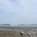 죽림어촌체험마을 | 갯벌체험(진도/죽림 어촌체험마을)