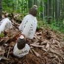 하얀버섯 이미지