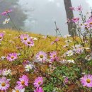 깍꼬뽁꼬 이미지