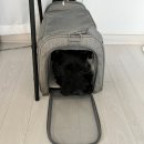 pet164라3728 | [개육아+일상]타니랑 함께 제주도 여행 준비하기 :) / 반려견동반제주도여행준비