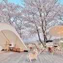 재미 쑥쑥 드론 놀이터 B | 영천 아이와캠핑 휘명빌리지 후기, 벚꽃 야경이 정말 예뻐요