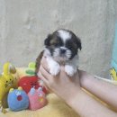 애견왕국 | 펫왕국, 믿음가는 광주애견샵 방문 후기