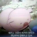 블루핀치